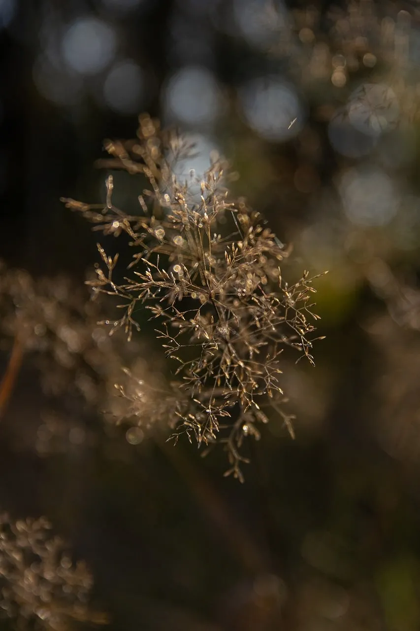 Enchanting Autumn Glow: Delicate Meadow Grass at Sunrise