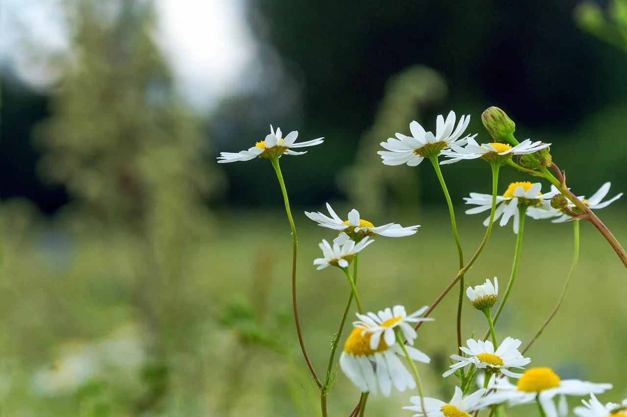 Idyllic Meadow Daisies: A Symphony of Summer Tranquility