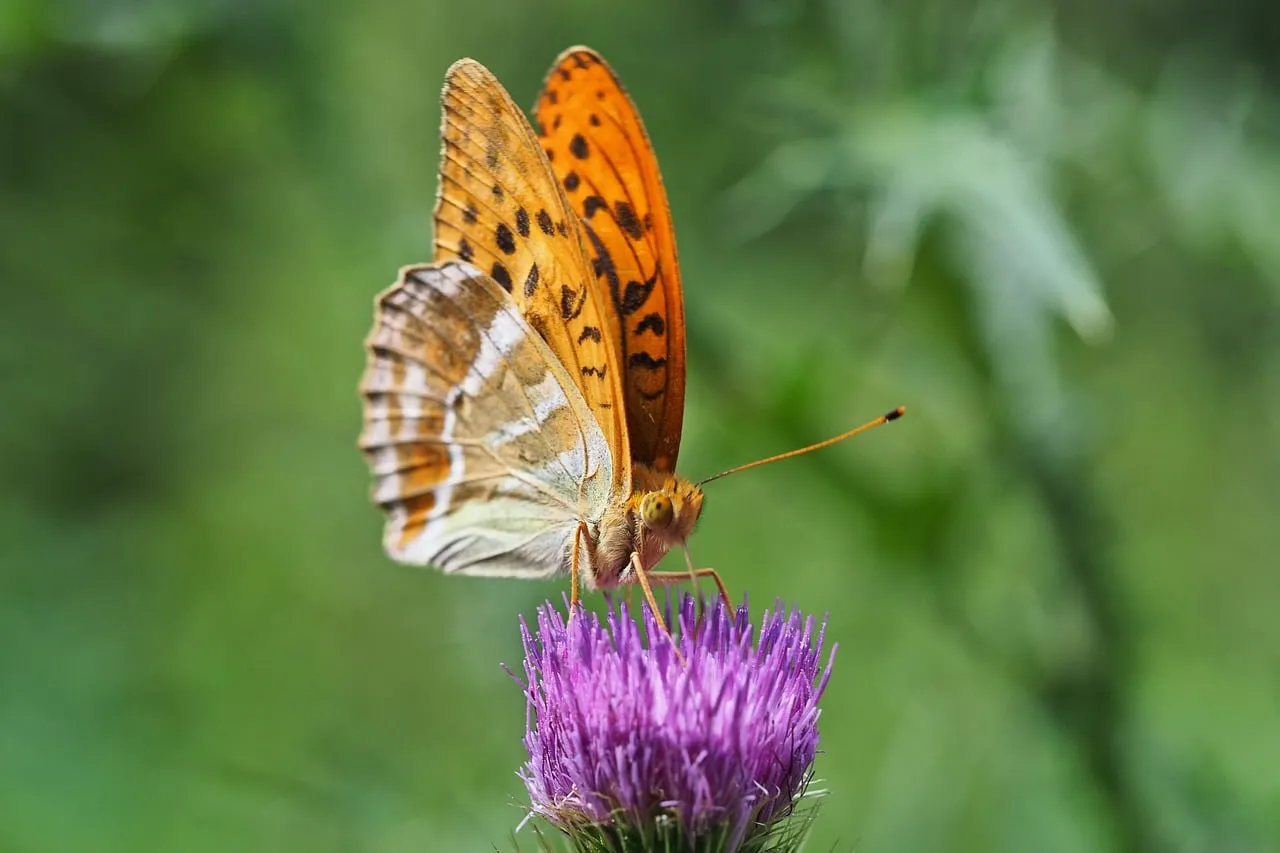 Vibrant Butterfly on Thistle: Nature's Macro Beauty