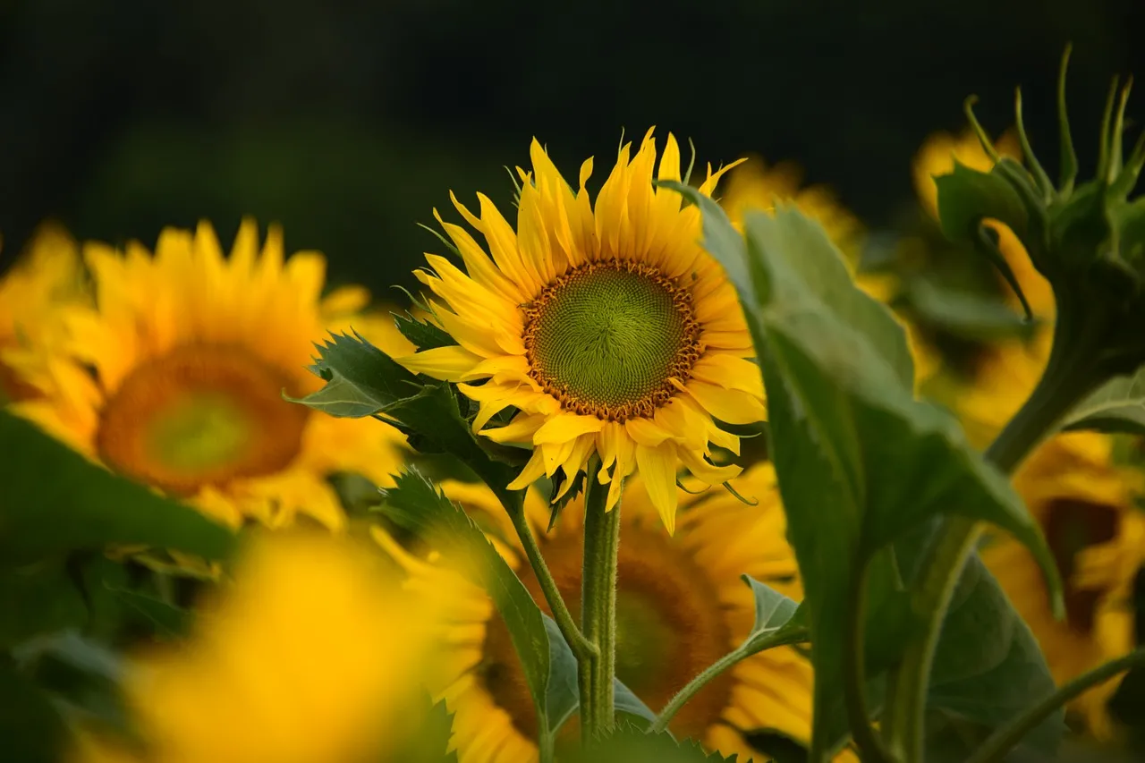 Vibrant Sunflower Field: Golden Bloom in Summer's Embrace
