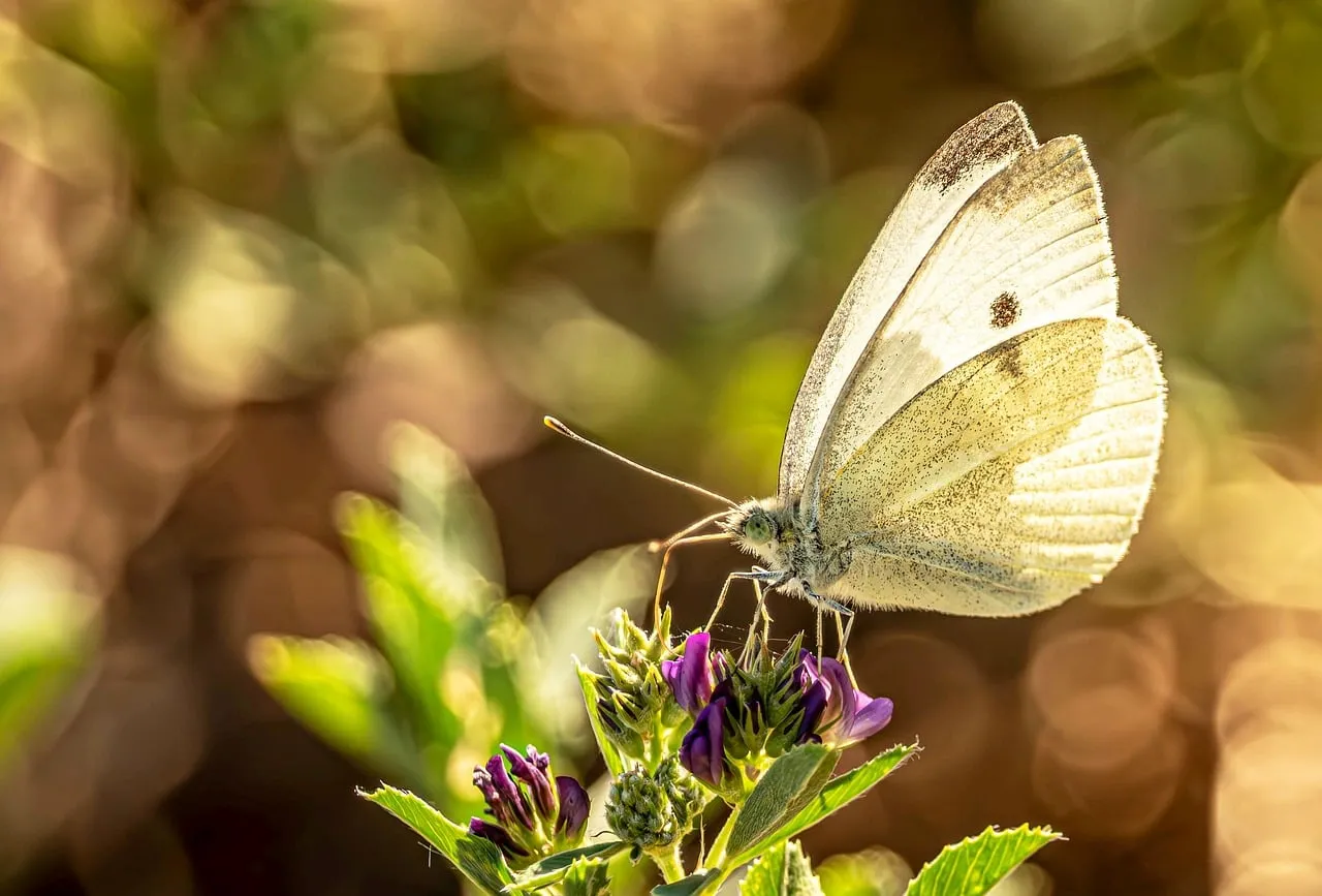 Enchanting White Butterfly on Delicate Purple Blooms