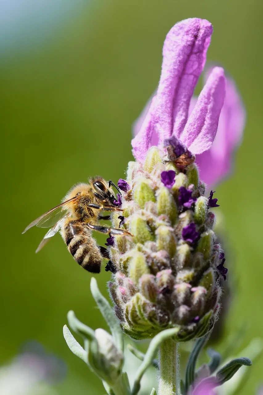 Vibrant Lavender Blossom with Busy Honey Bee