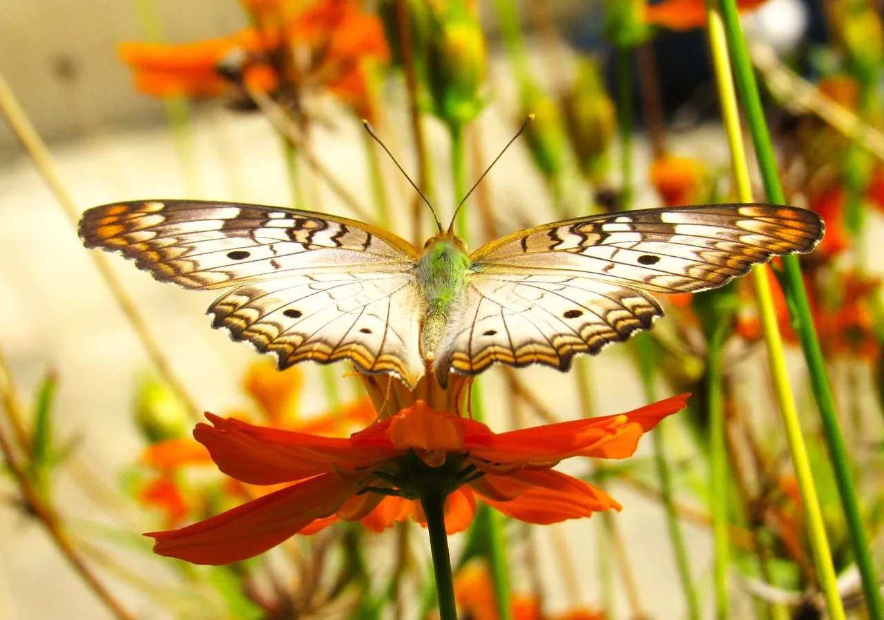 Vibrant Summer Dance: Butterfly on Orange Blossom