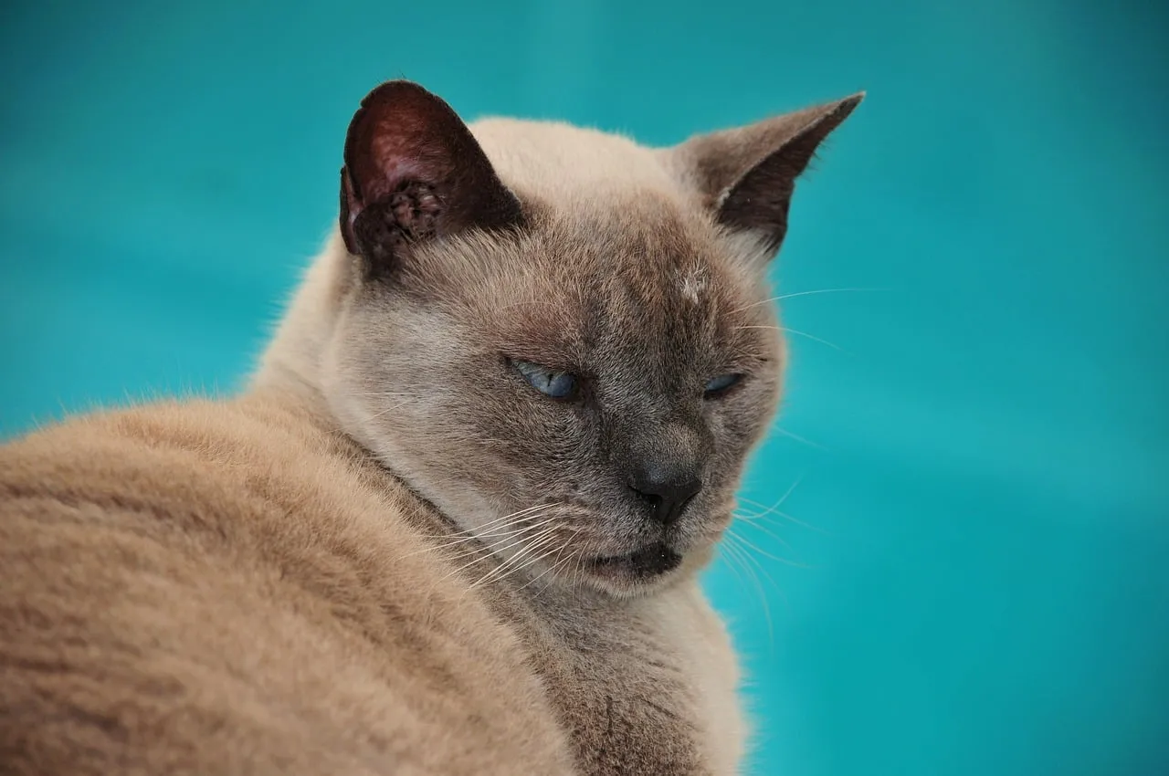 Captivating Blue-Eyed Siamese: A Portrait of Serene Feline Beauty