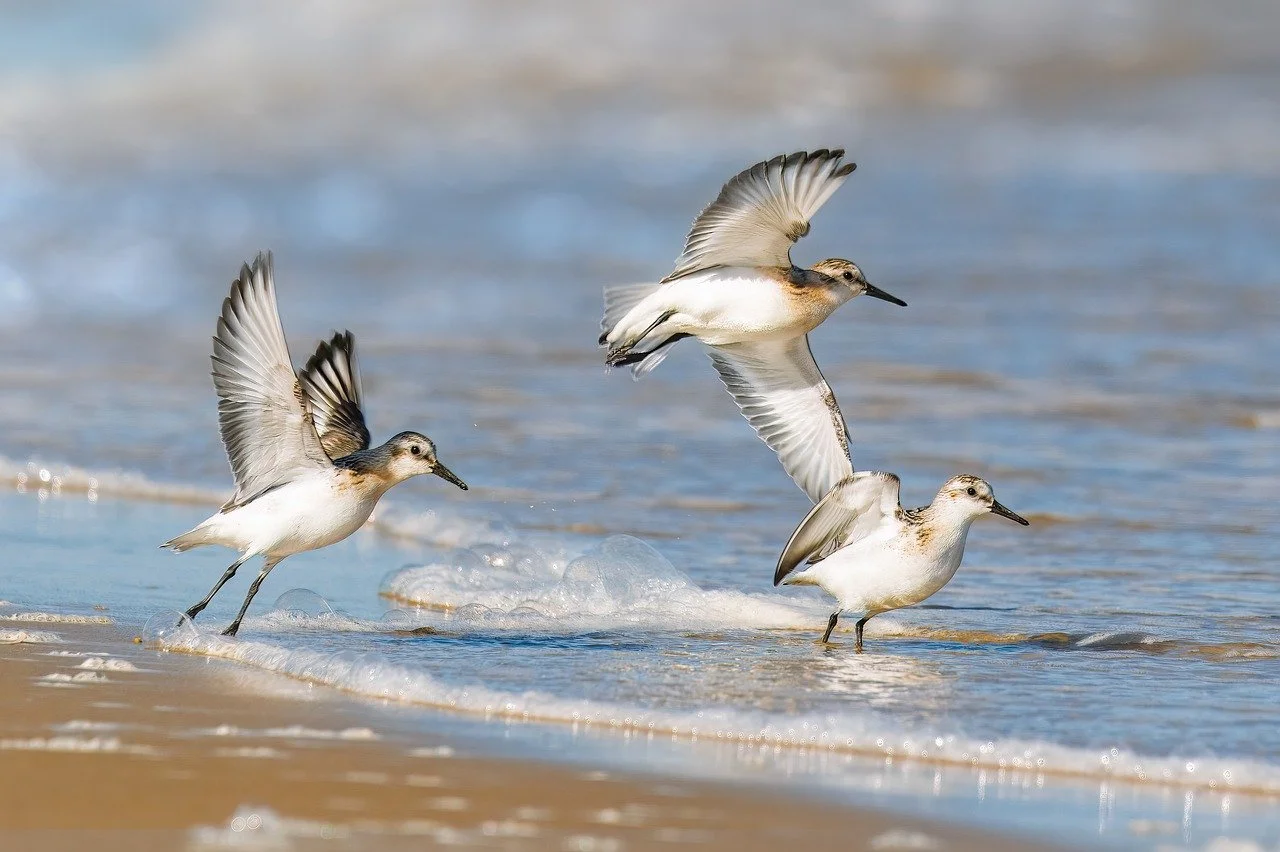 Dynamic Coastal Flight: Sandpipers Gracefully Soaring by the Shore