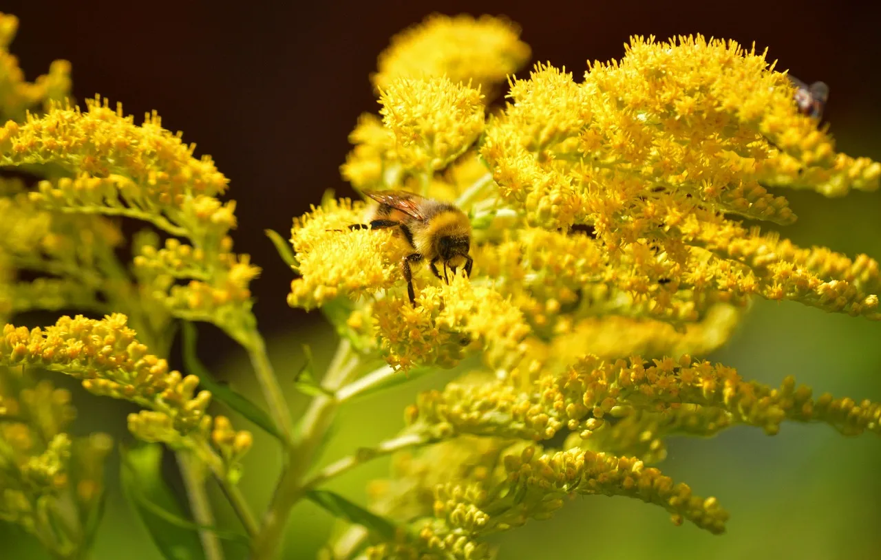 Vibrant Bumblebee on Goldenrod: Summer Nature's Harmony
