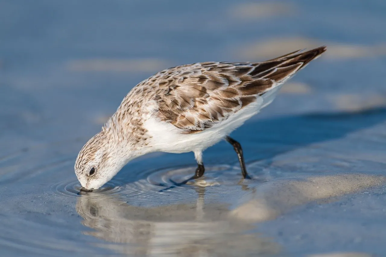 Charming Sanderling Foraging on a Serene Sandy Beach