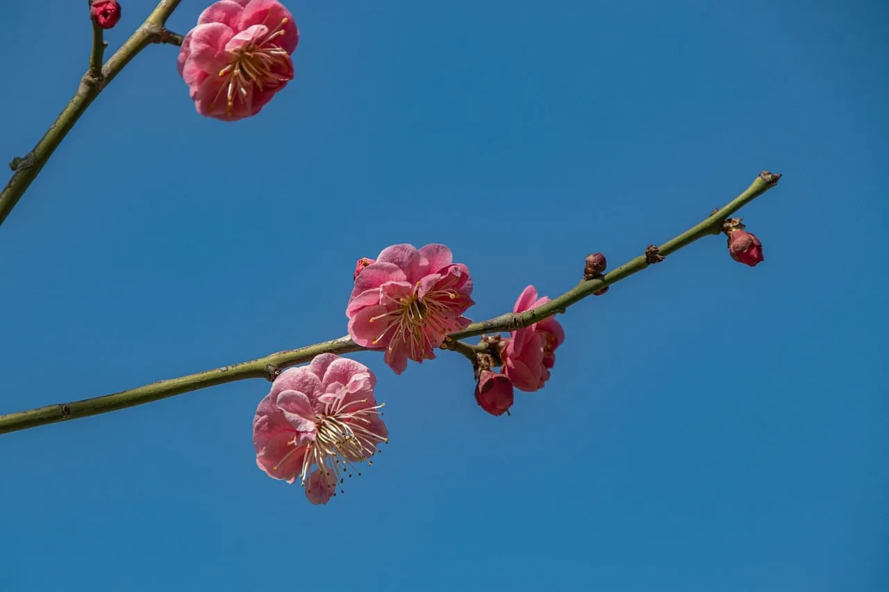 Vibrant Pink Plum Blossoms Against Azure Sky