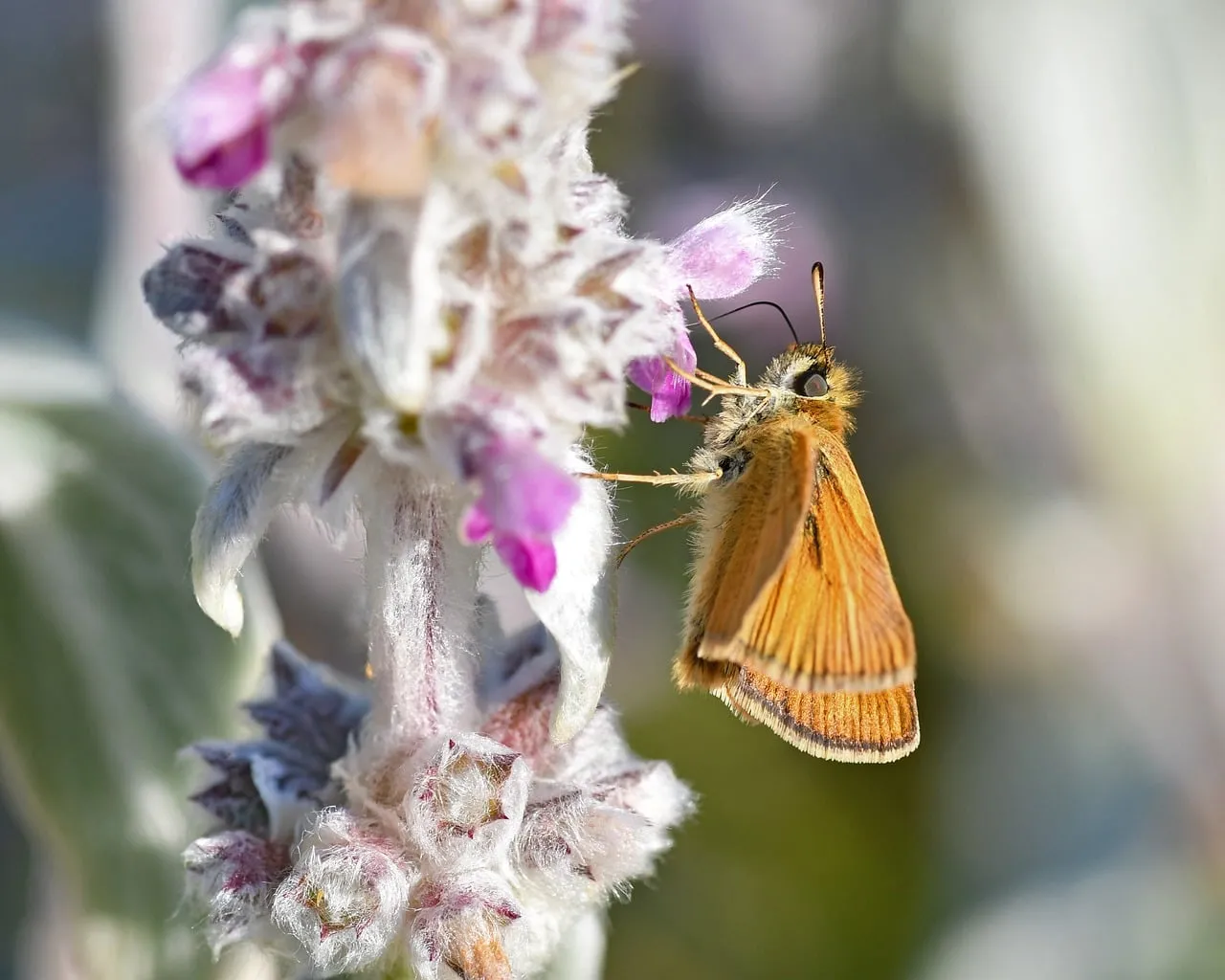 Macro Magic: Delicate Butterfly on Lamb's Ear Bloom