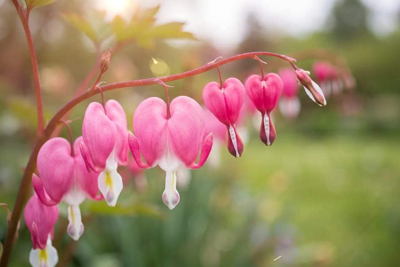 Enchanting Bleeding Hearts: Delicate Pink Blooms in Spring