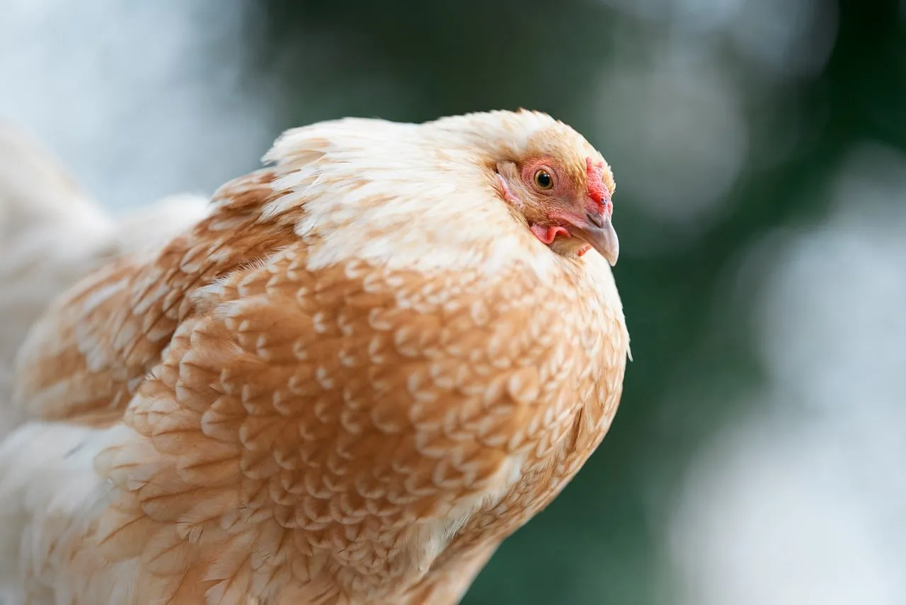 Stunning Close-Up: Majestic Beige Hen Portrait