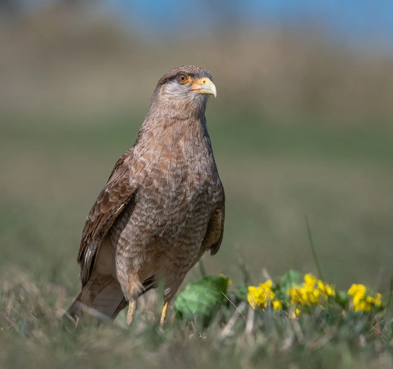 Majestic Raptor Amidst Golden Blossoms: Nature's Gaze