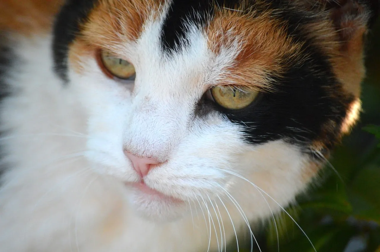 Intriguing Gaze: Tricolor Cat with Mesmerizing Green Eyes