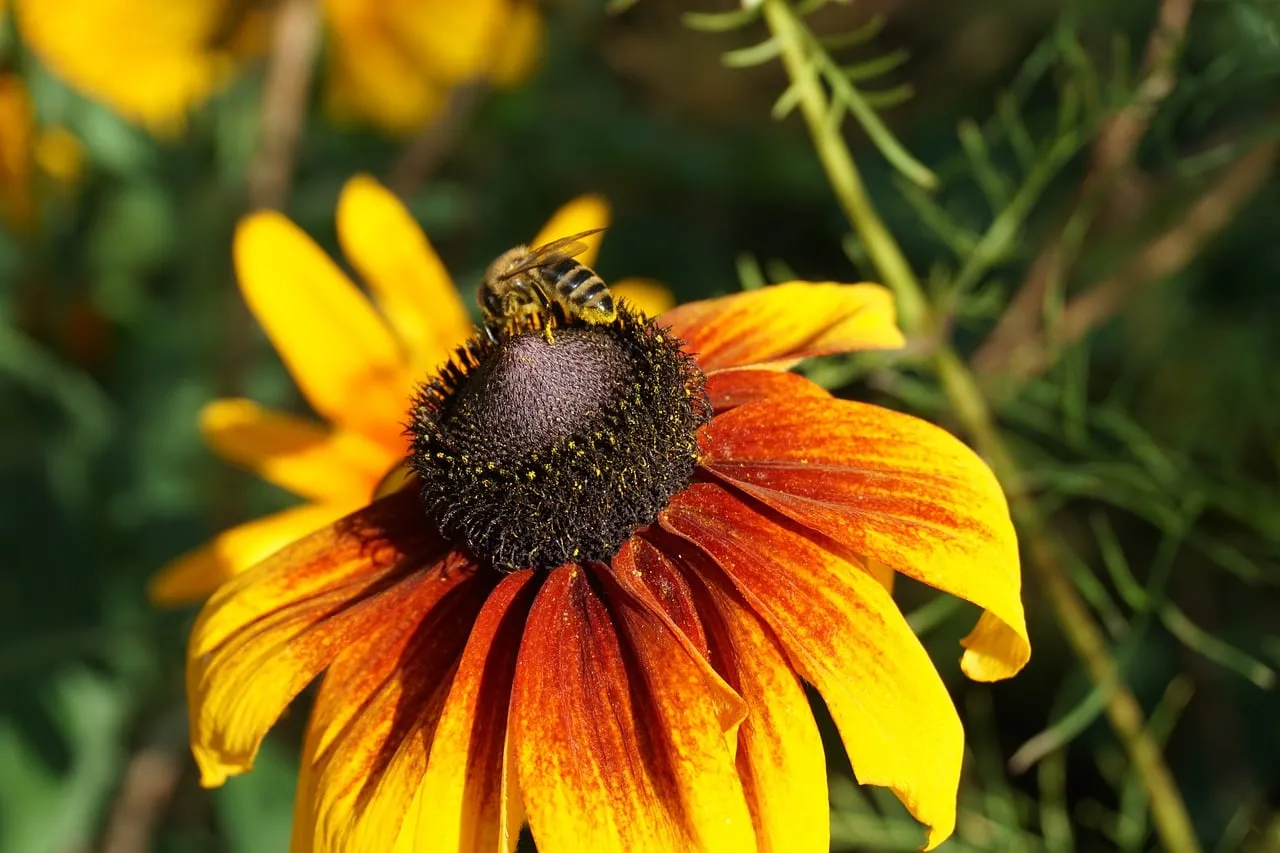 Vibrant Rudbeckia & Busy Bee: A Summer Pollination Scene