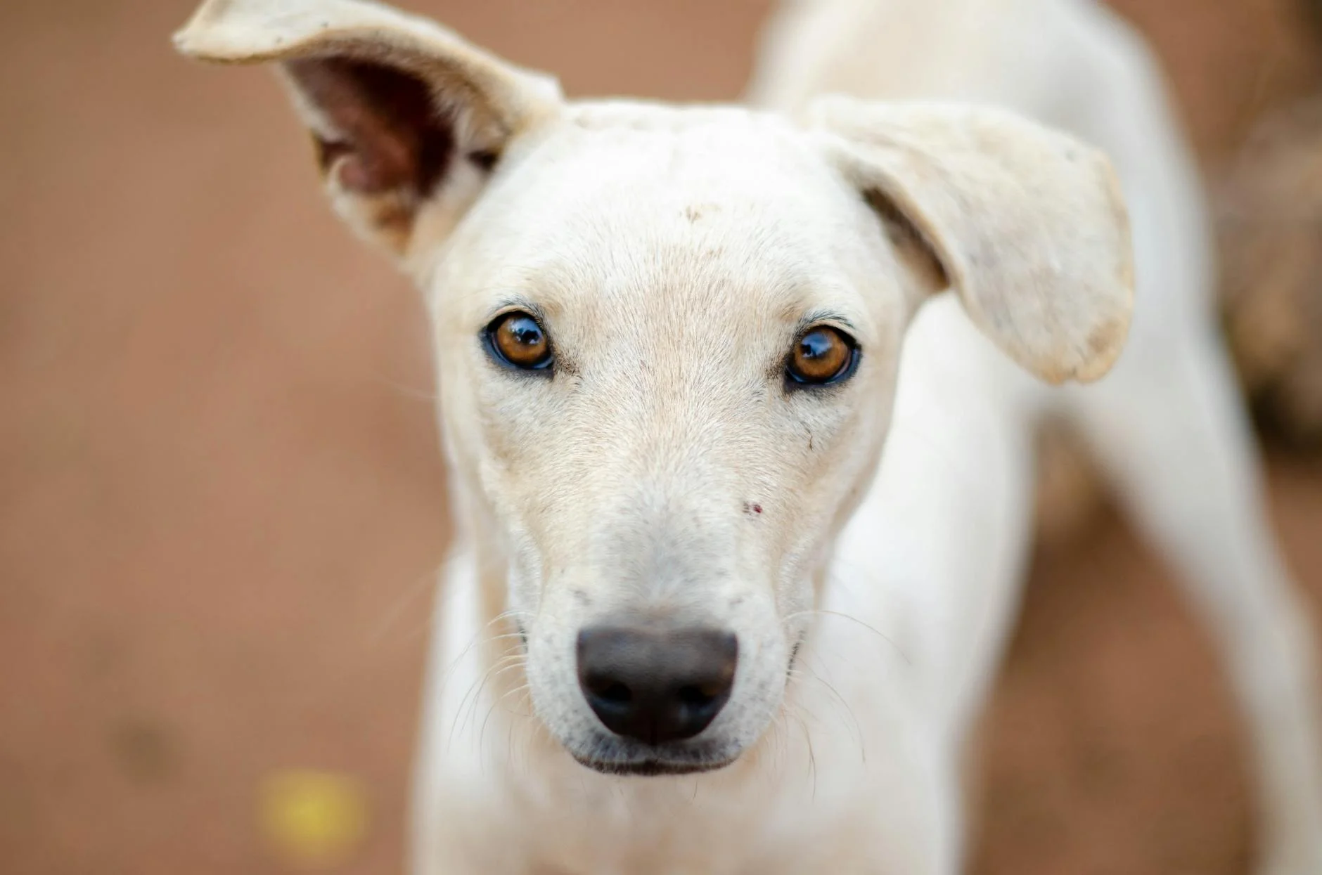 Captivating Gaze: Expressive White Dog Portrait