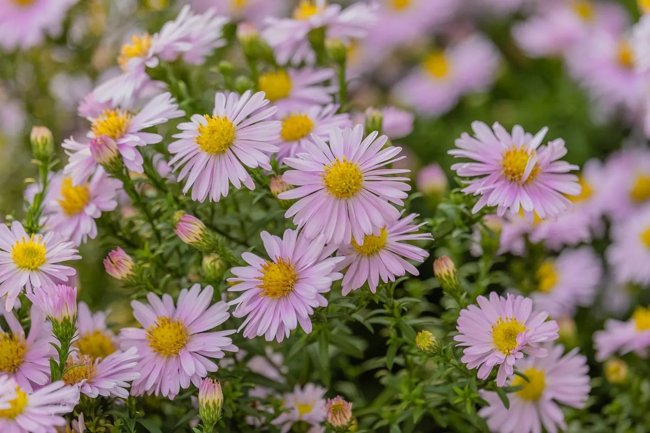 Vibrant Pink Asters: Capturing Spring's Delicate Beauty