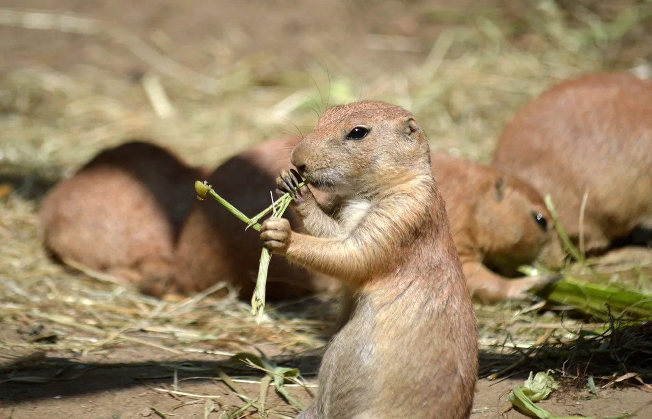 Adorable Prairie Dog Enjoying a Grass Snack