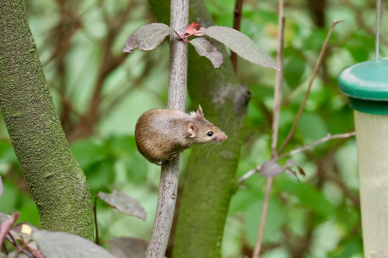 Tiny Marvel: Mouse Navigating Nature's Labyrinth