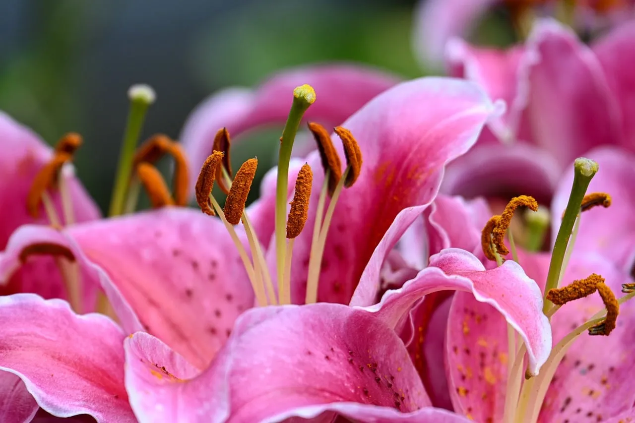 Vibrant Pink Lilies: A Close-Up of Nature's Beauty