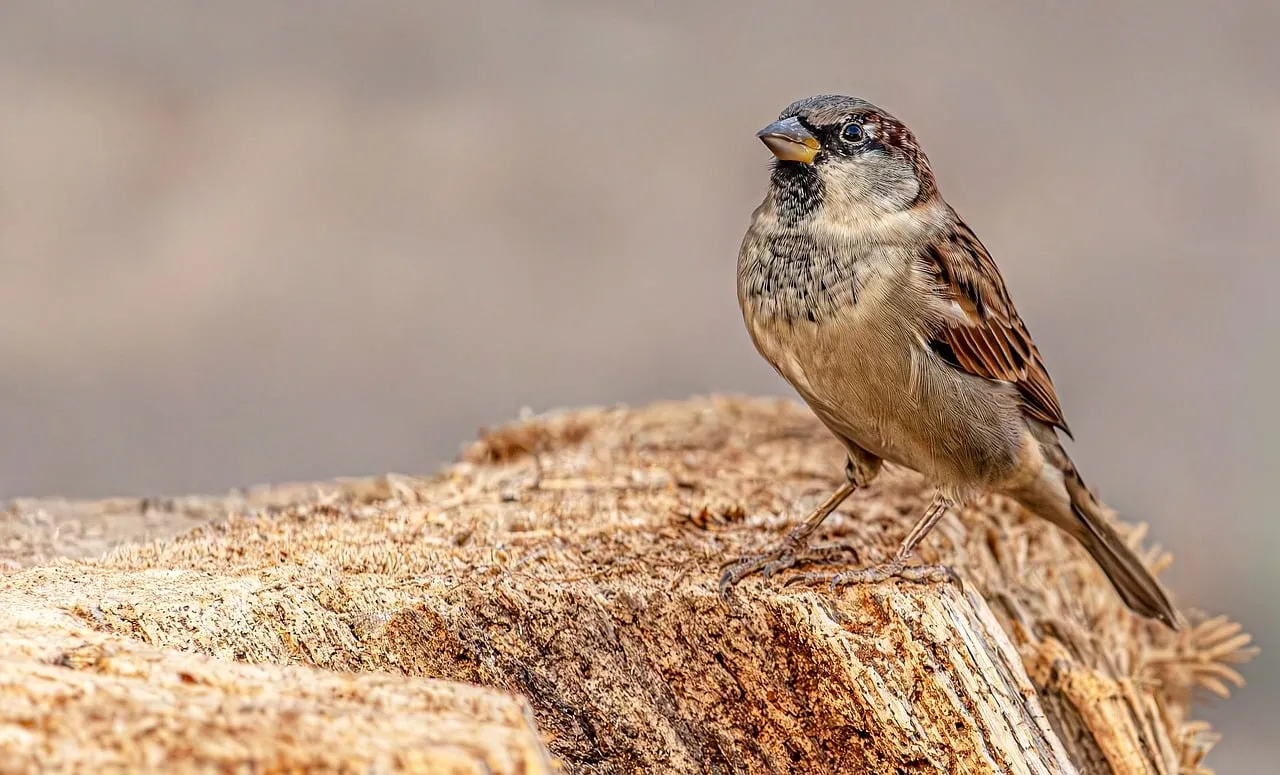 Stunning Sparrow: A Close-Up of Nature's Tiny Gem