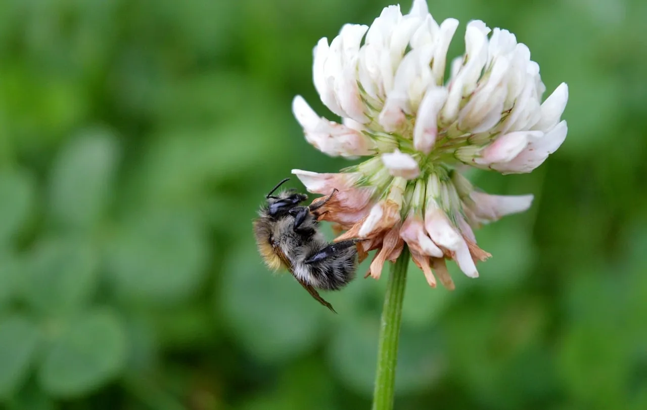 Vibrant Meadow Delight: Bumblebee on White Clover Blossom