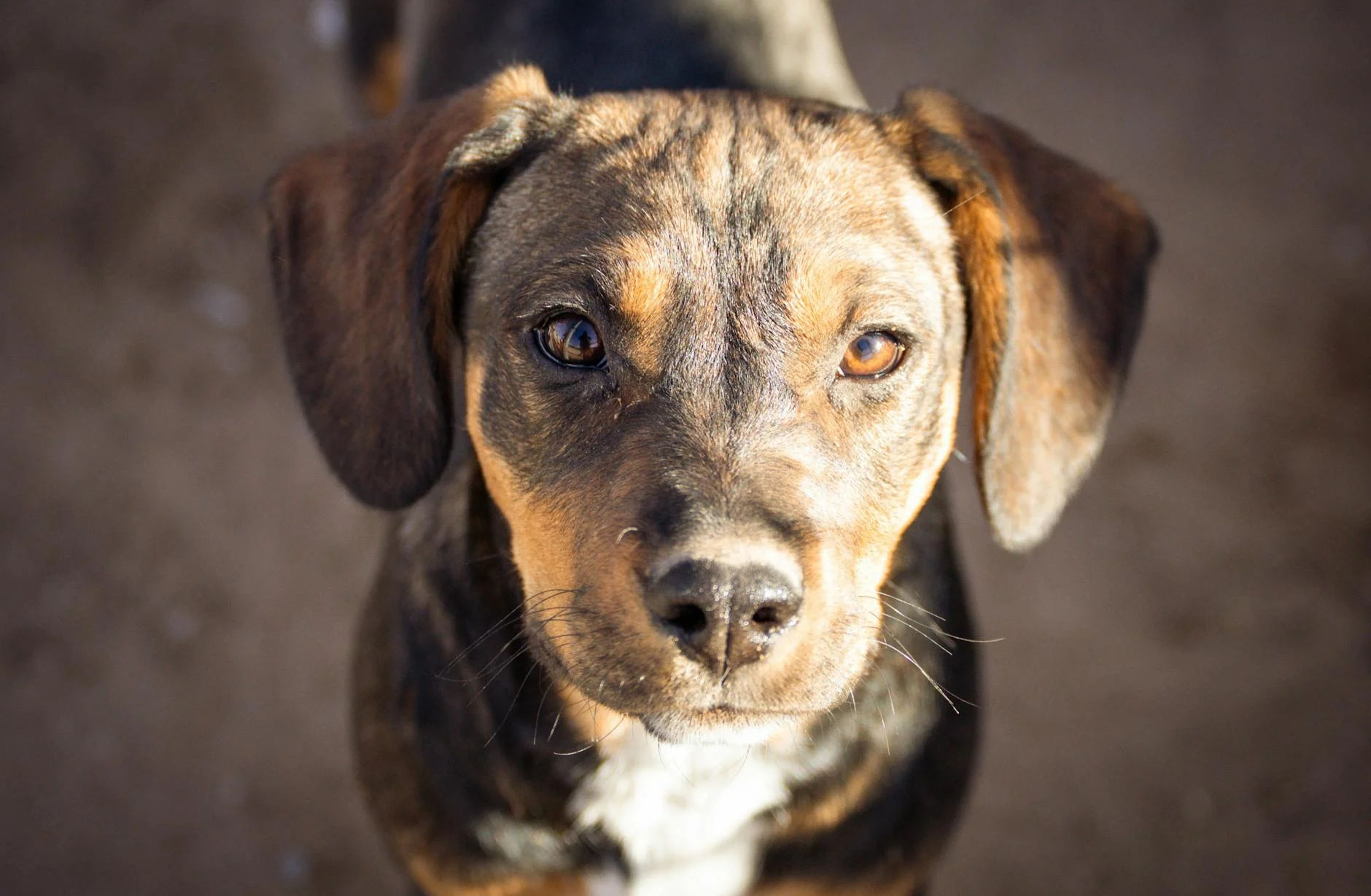 Captivating Gaze: Adorable Mixed Breed Puppy Stares Intently