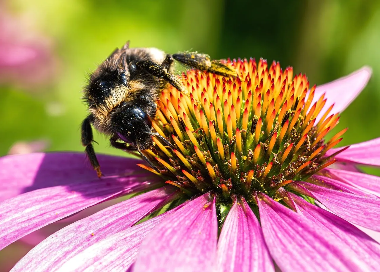 Vibrant Bumblebee on Purple Coneflower: Nature's Intimate Dance