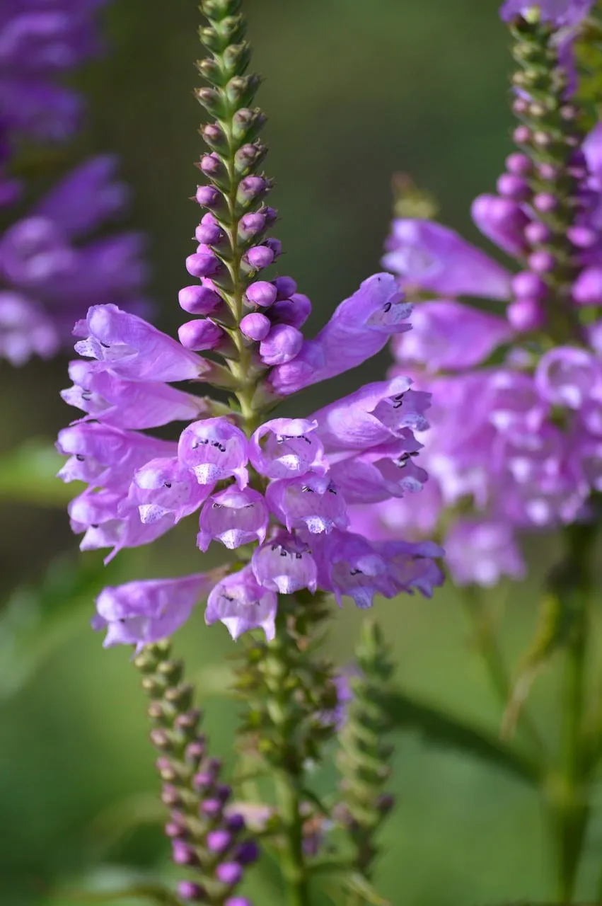 Vibrant Purple Obedient Plant Blossoms in Summer Garden