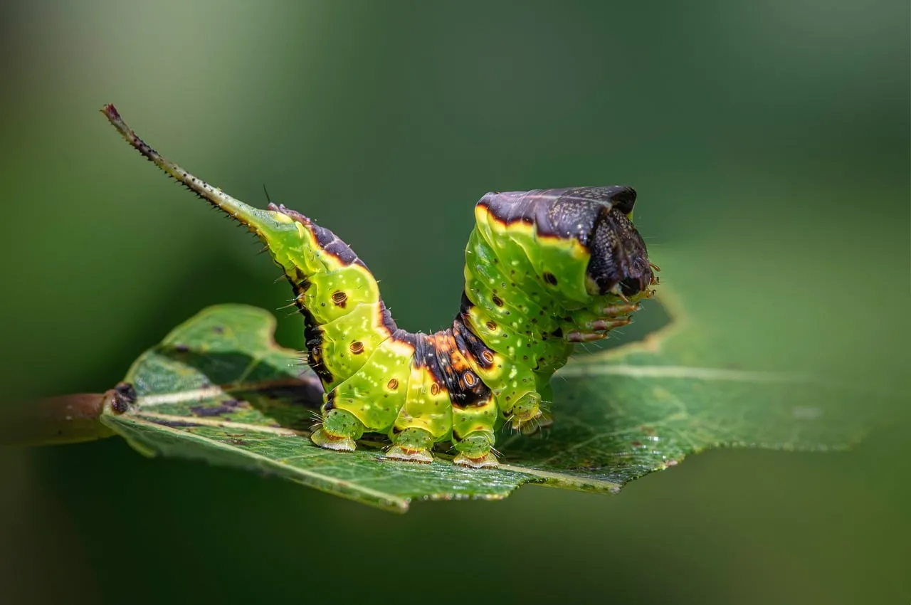 Vibrant Green Caterpillar: A Macro World's Tiny Wonder