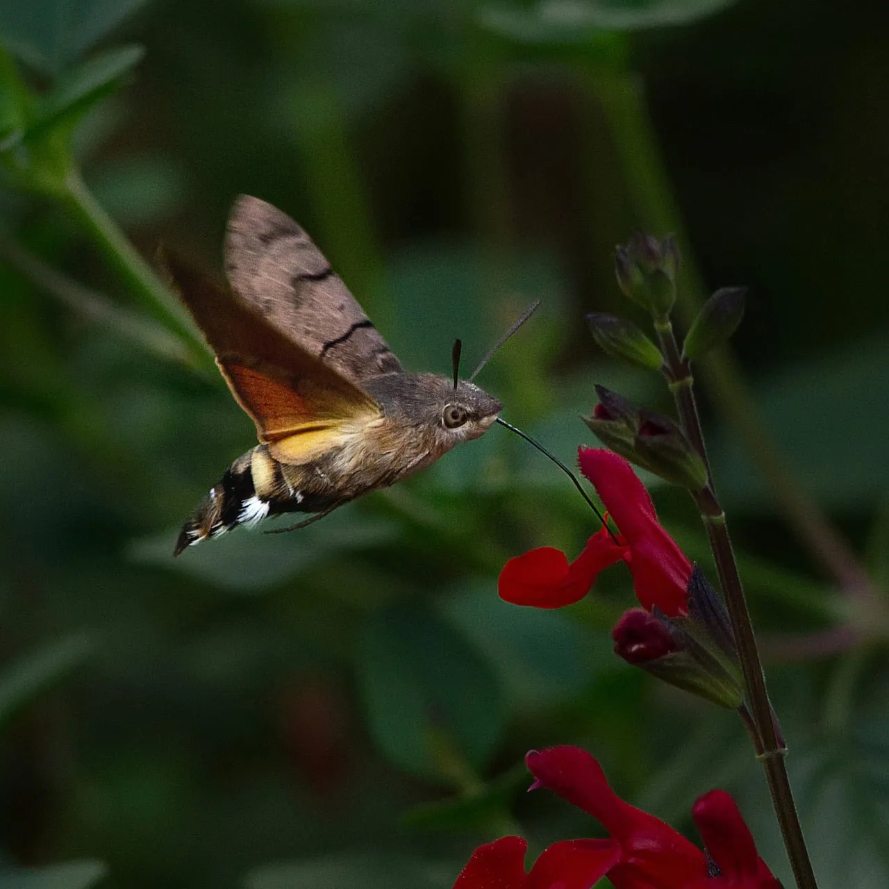 Stunning Macro: Hummingbird Hawk-Moth Pollinates Vibrant Red Flower