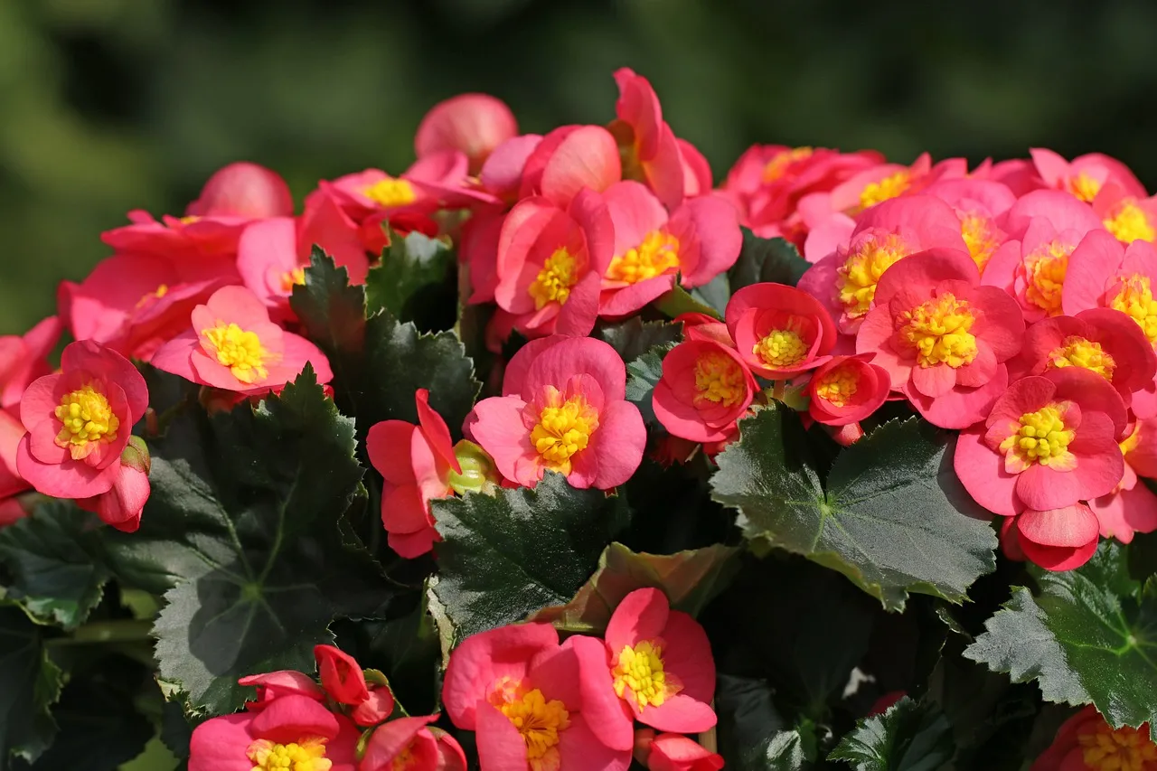 Vibrant Begonias: A Burst of Summer Color