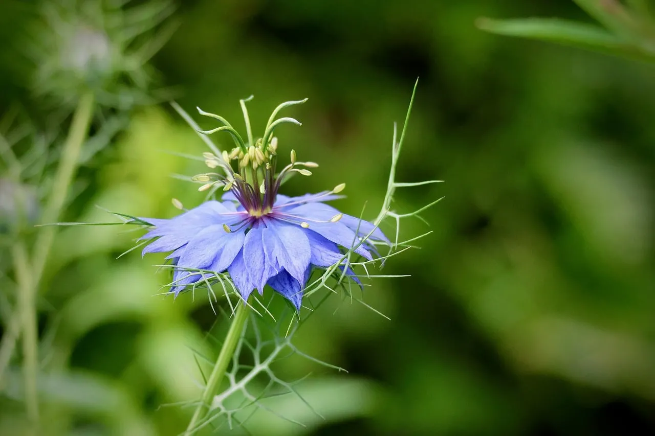 Enchanting Love-in-a-Mist: A Blue Floral Dream in Spring