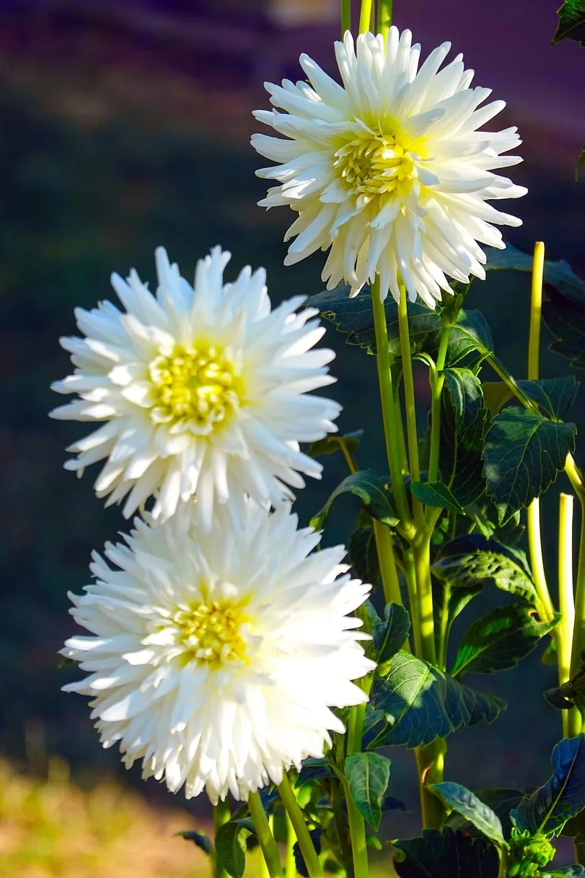 Stunning White Dahlias: Pure Summer Garden Beauty