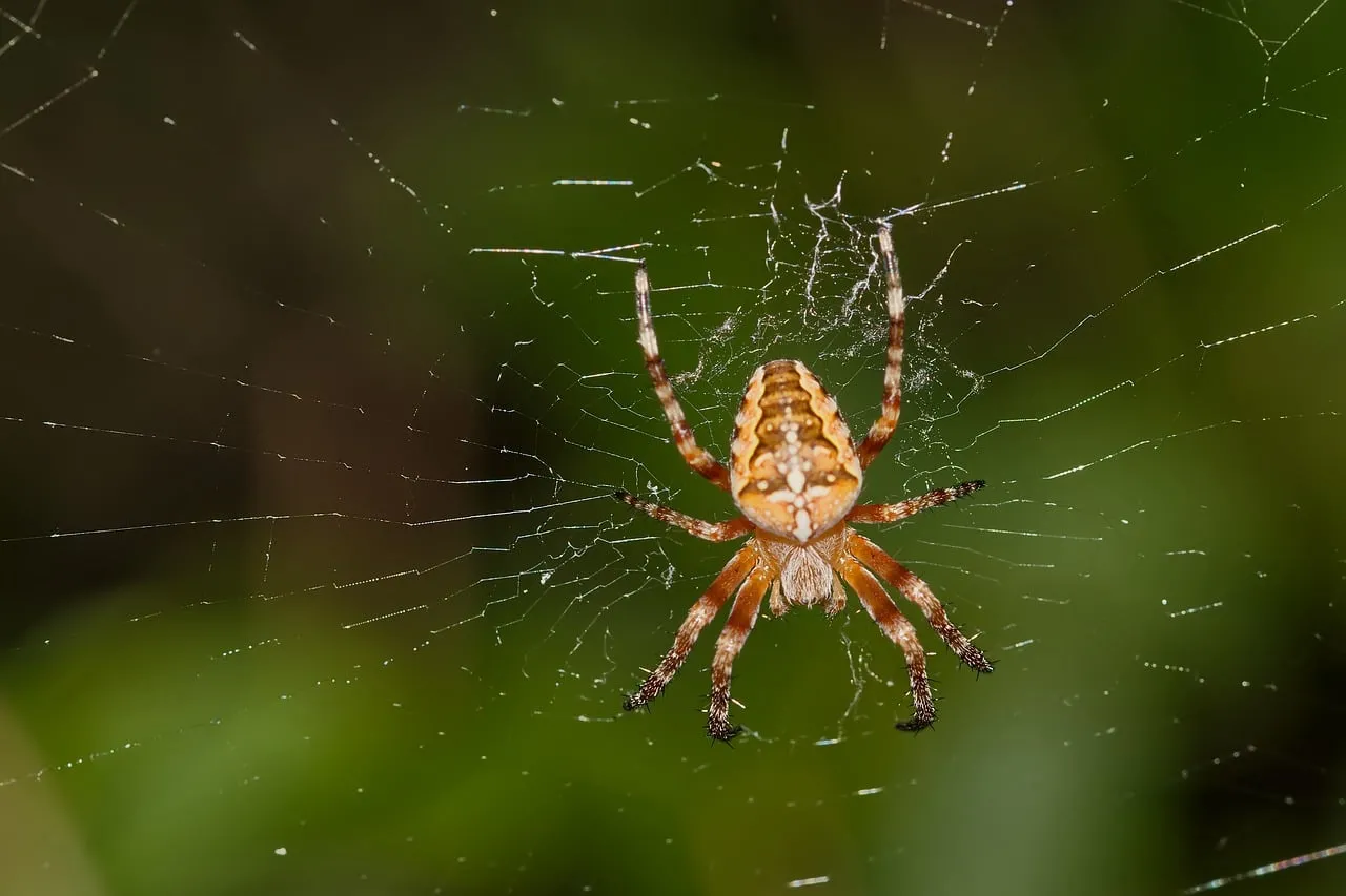 Intricate Macro: Hunter Spider on Glistening Web in Nature