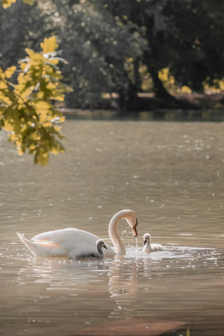 Serene Swan Motherhood: A Tender Wildlife Moment
