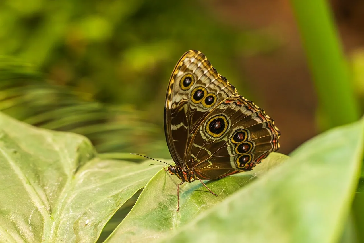 Stunning Macro: Butterfly Resting on Lush Green Leaf