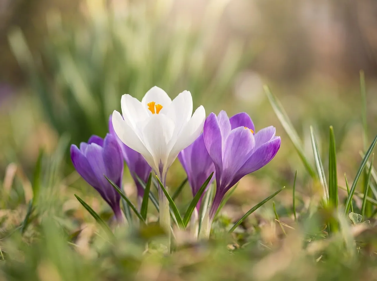 Vibrant Spring Crocus: A Symphony of White and Purple