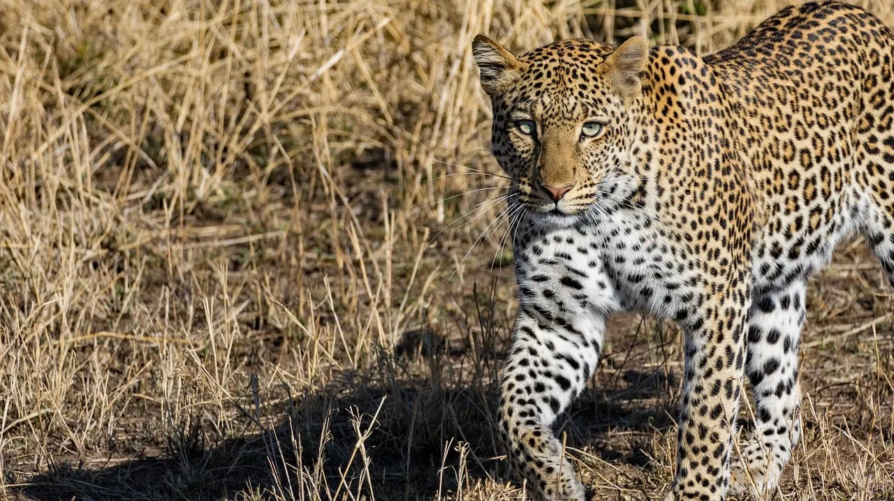 Majestic Hunter: Fierce Leopard Prowling in Golden Grasslands