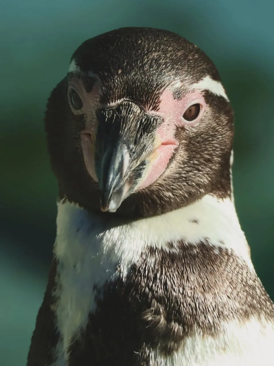 Intense Gaze: Humboldt Penguin Close-up