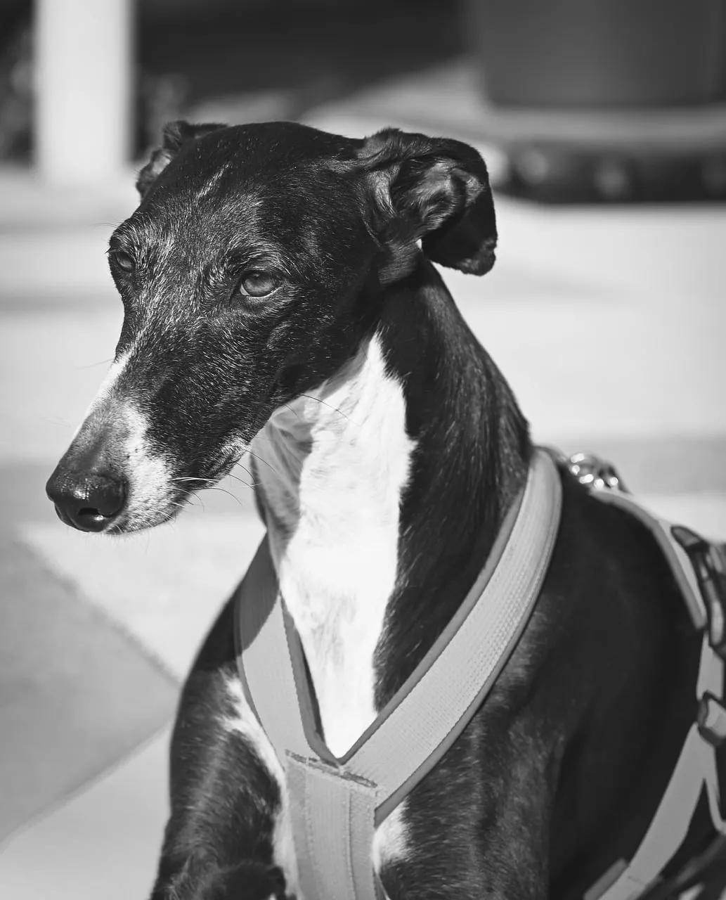 Striking Grey Gaze: Black and White Greyhound Portrait