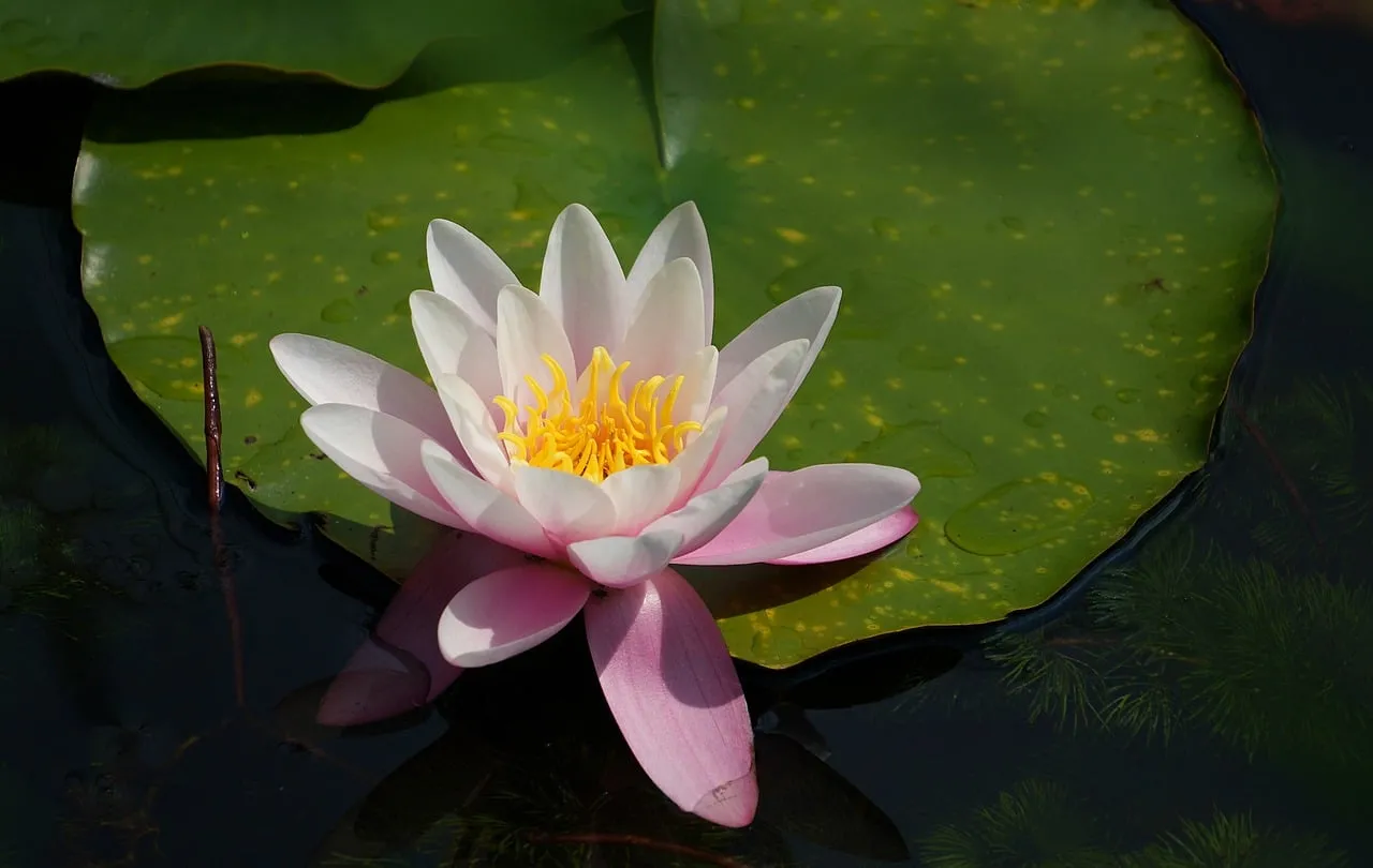 Stunning Water Lily: A Vision of Tranquil Beauty