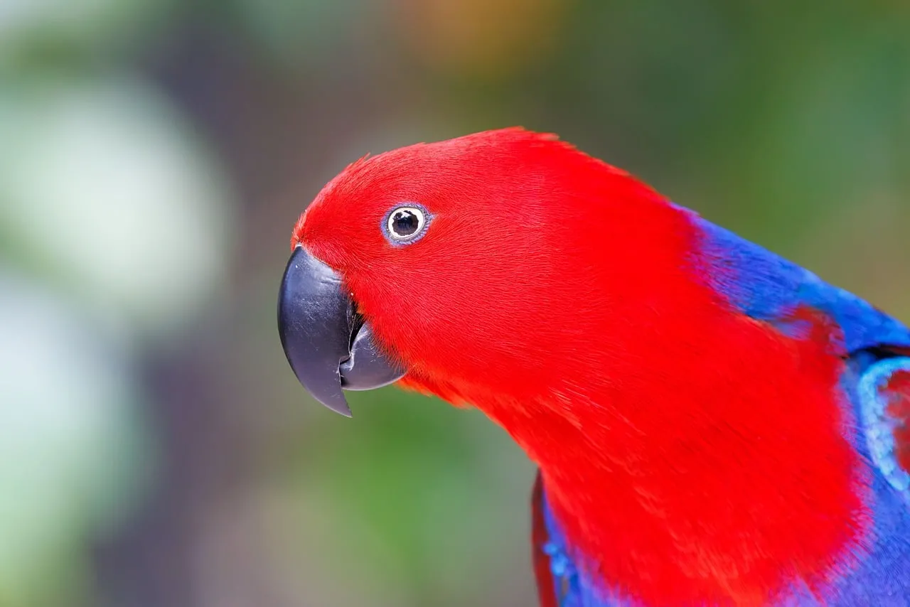 Vibrant Scarlet Parrot: Exotic Beauty in Nature's Embrace