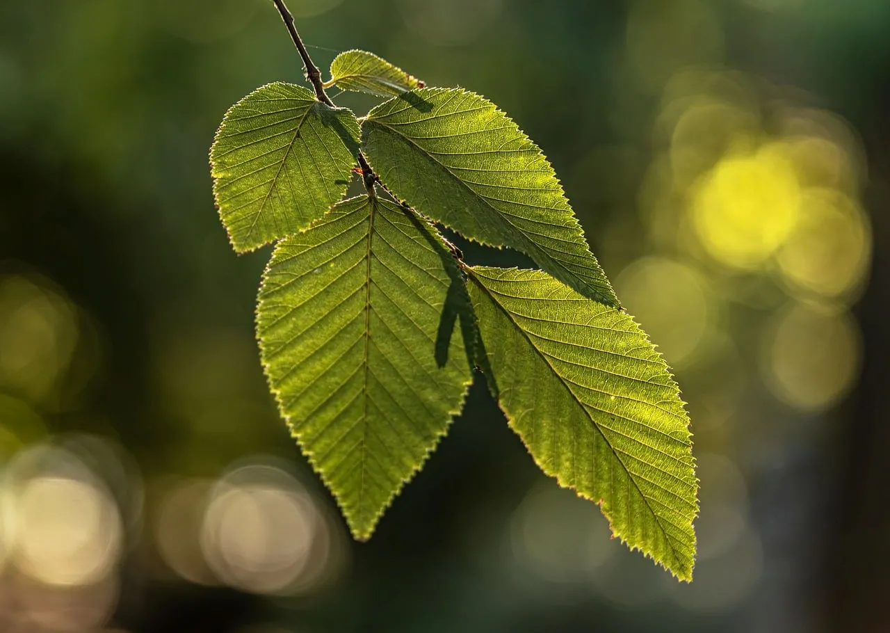 Vibrant Green Beech Leaves Bathed in Golden Sunlight