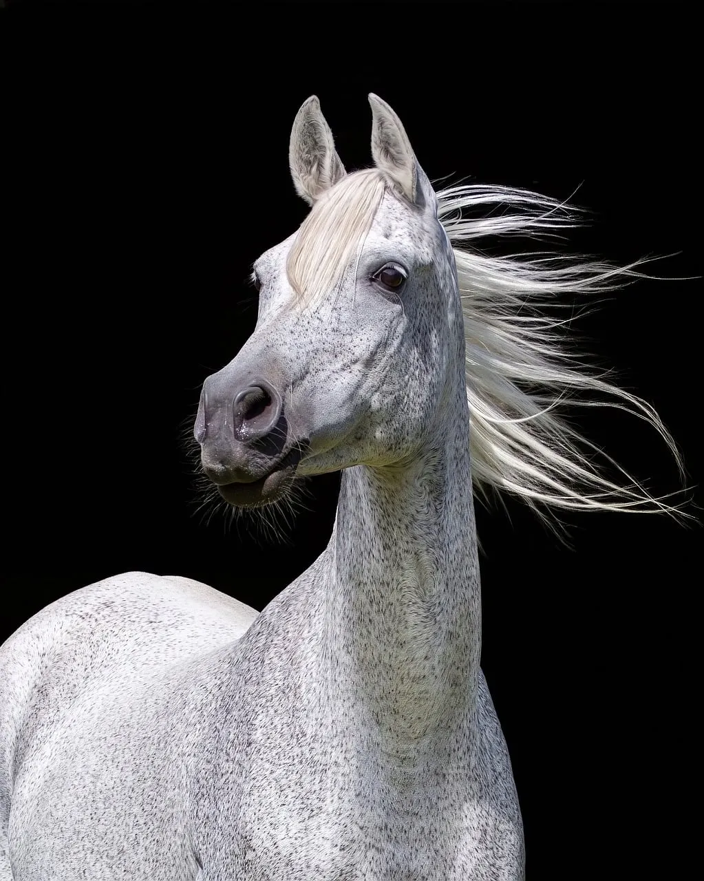 Majestic Dapple Gray Arabian: Elegance on Black Background