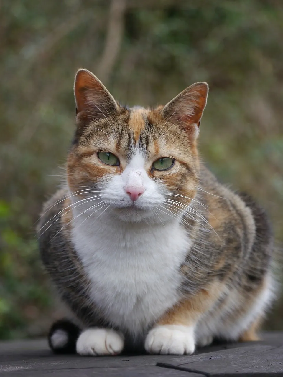 Enchanting Calico Cat with Piercing Emerald Eyes