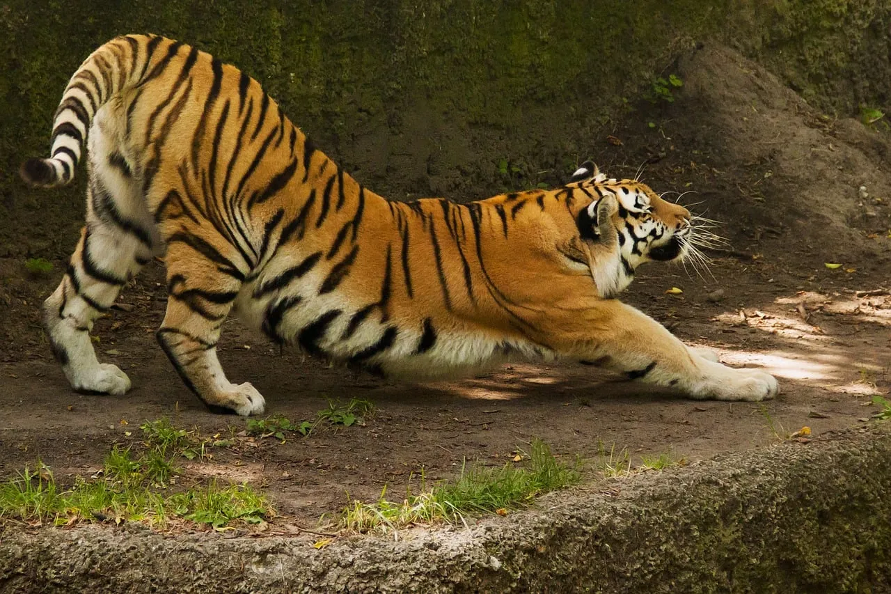 Majestic Tiger Stretching: Power and Grace in Nature