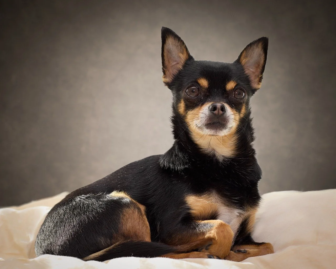 Charming Chihuahua: An Adorable Black & Brown Companion Portrait