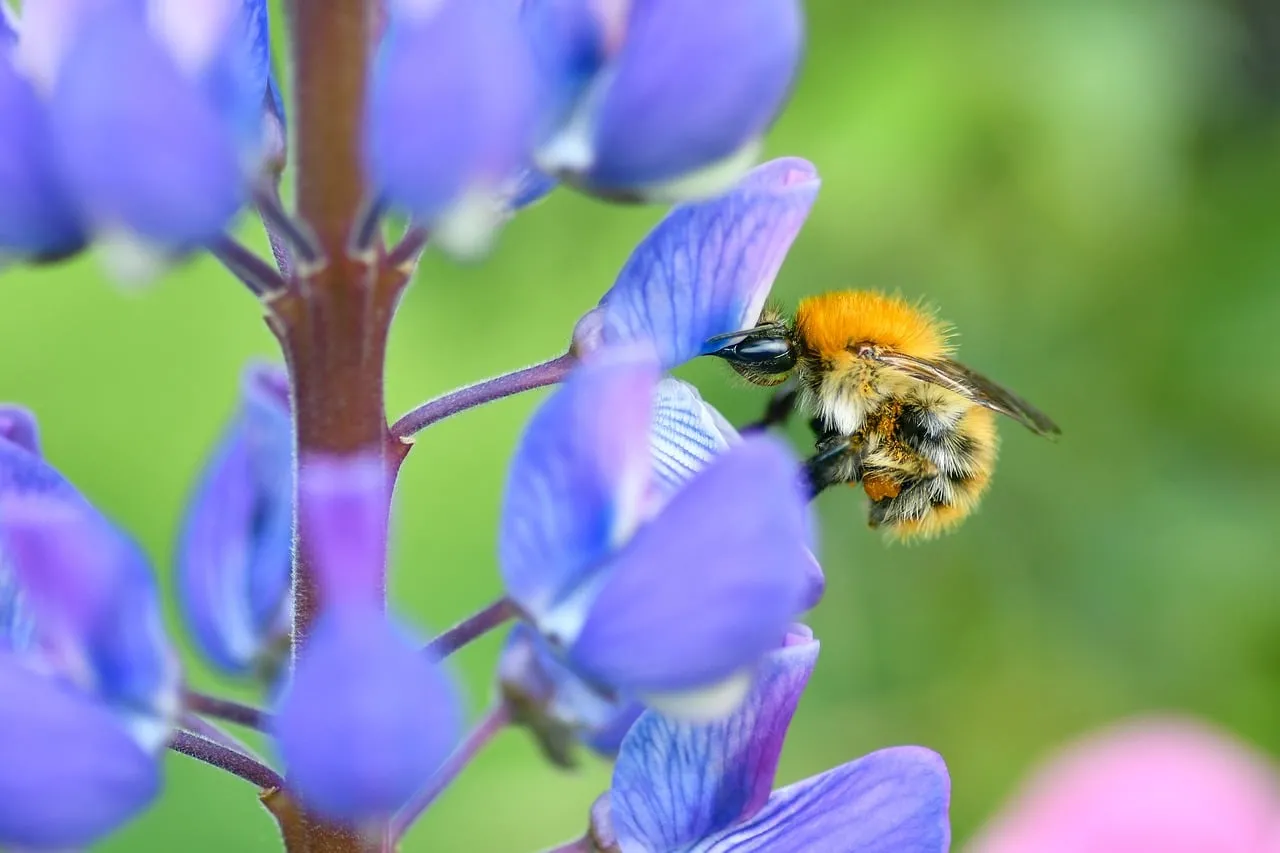Vibrant Macro: Bumblebee Pollinating Purple Lupine