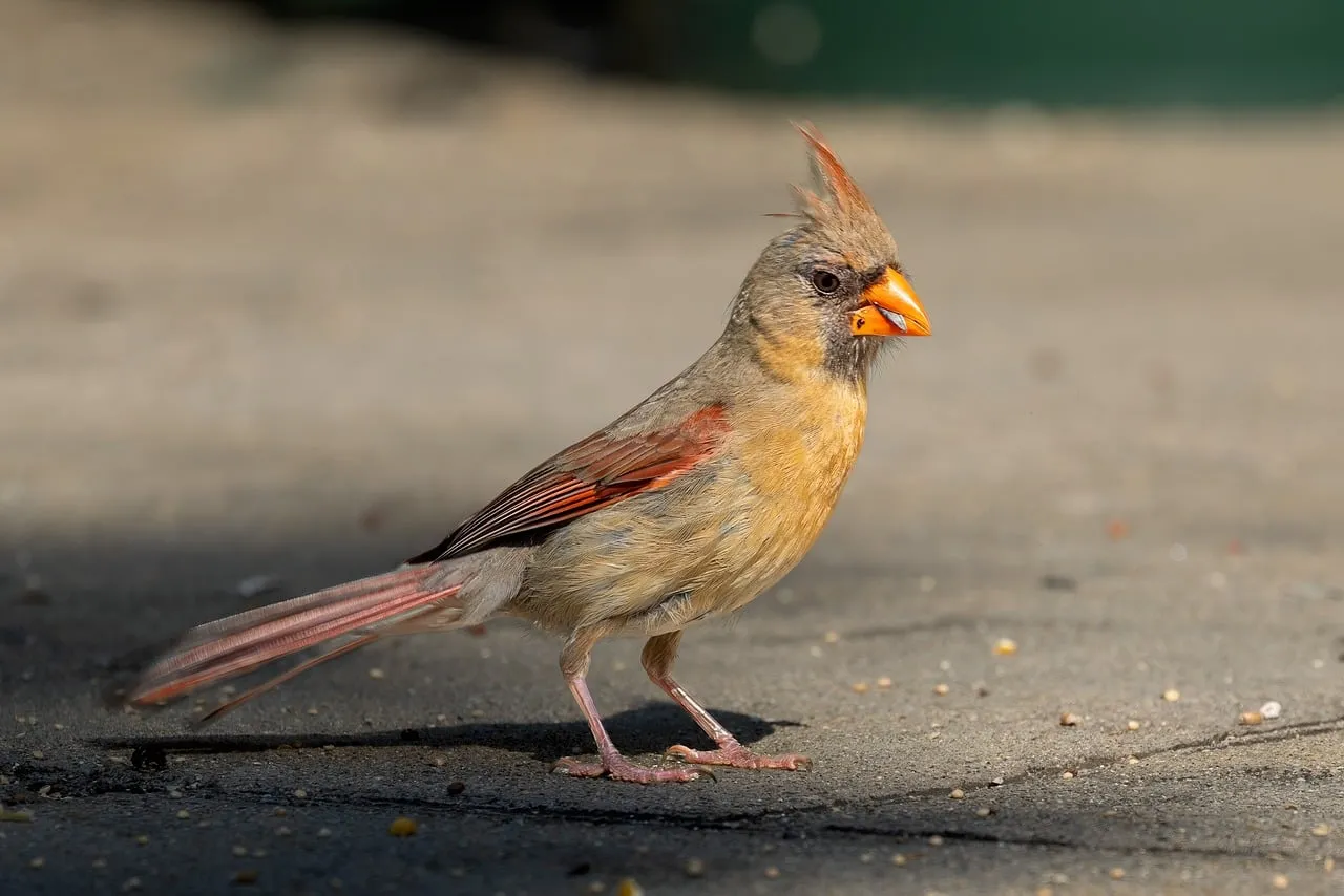 Graceful Female Northern Cardinal in Natural Habitat