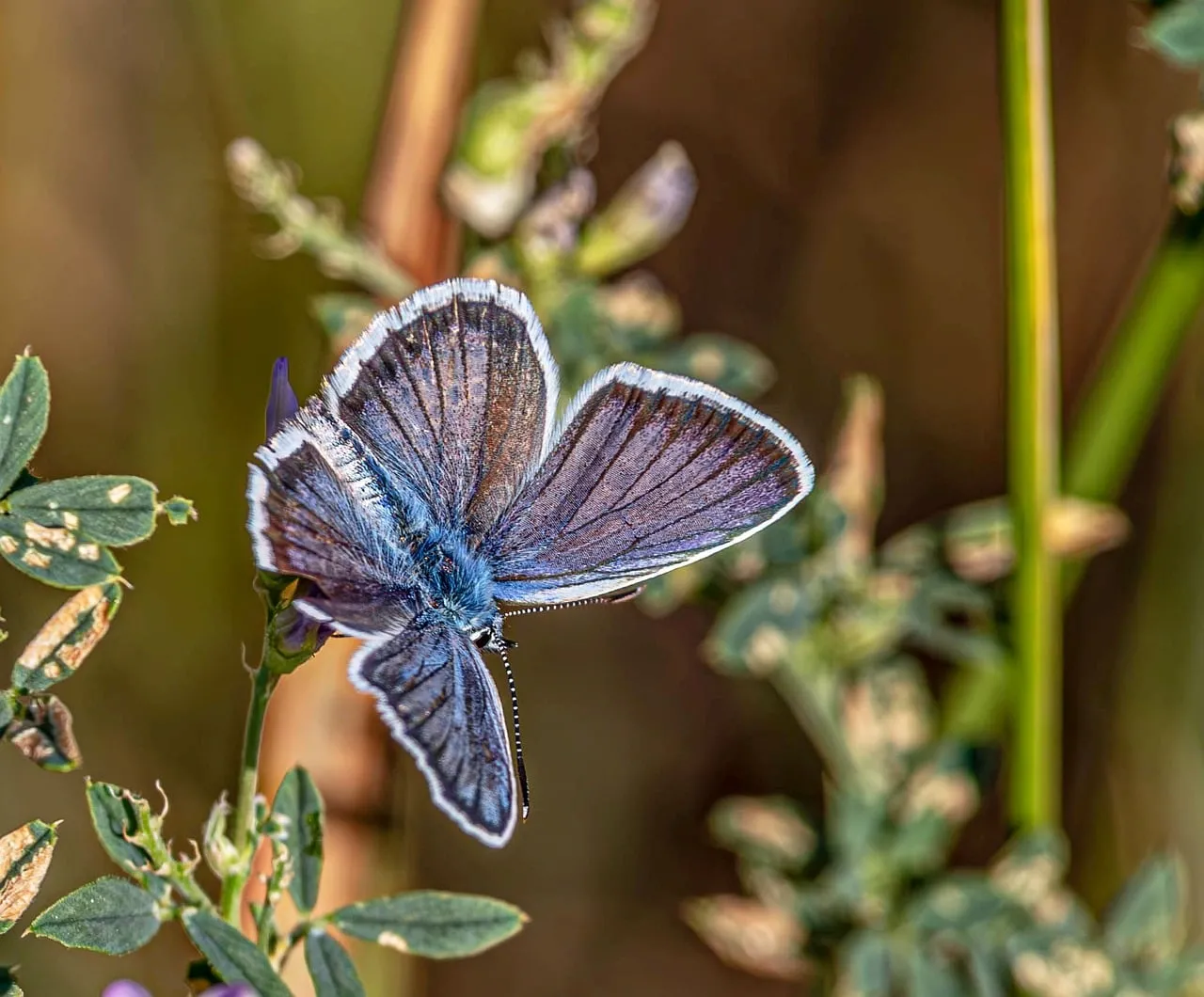 Enchanting Blue Butterfly: Delicate Wings on Nature's Canvas